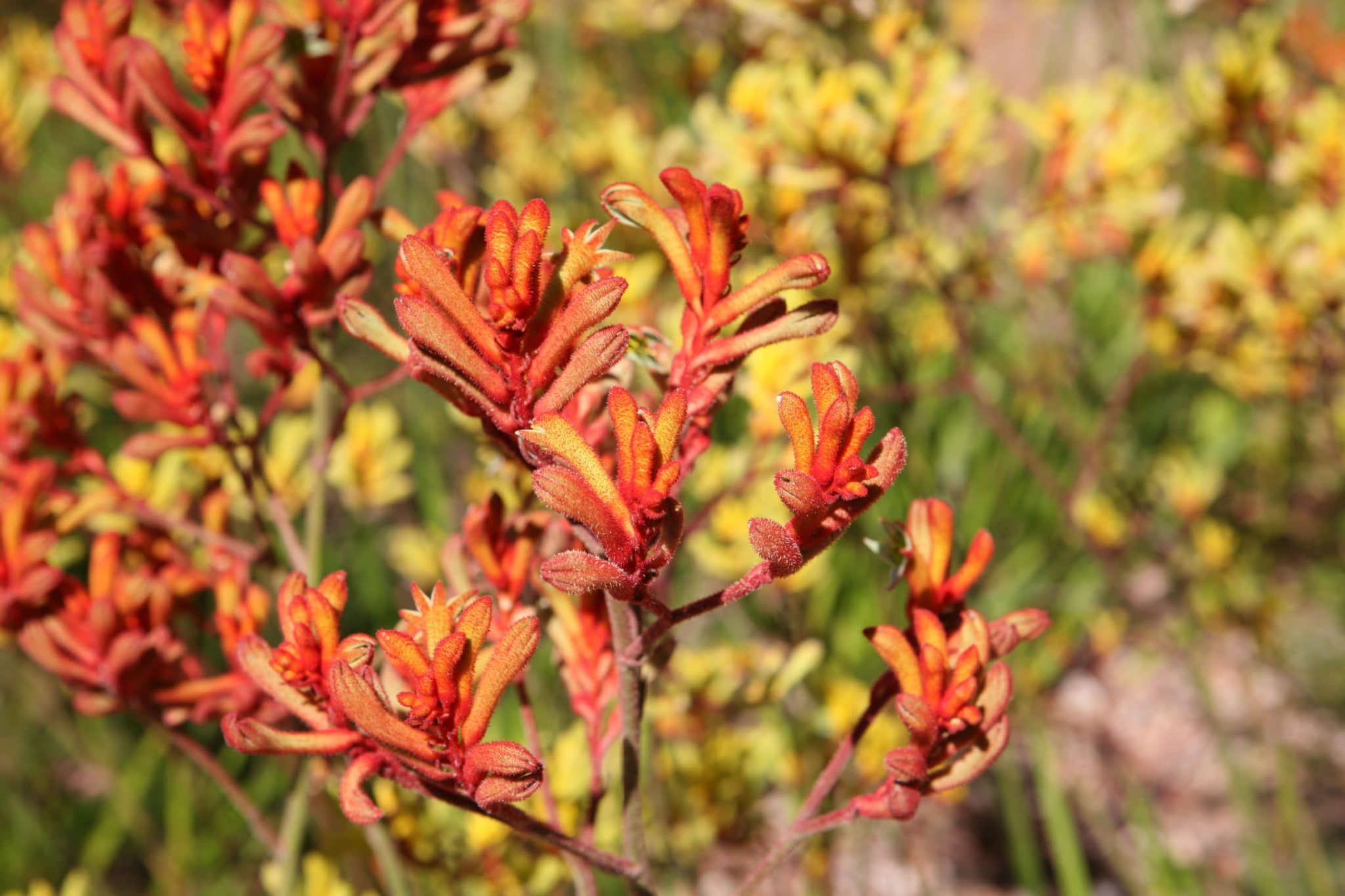 You are currently viewing Kangaroo Paw